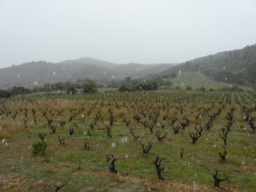 Treilles sous la neige